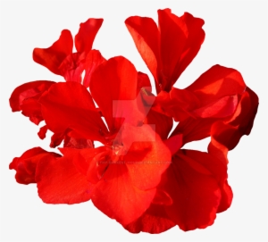 Red Flower Png