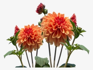 Real Flowers Png Download - Autumn Flower Transparent Background