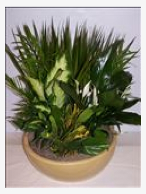 Tropical Rainforest Garden - Ceramic