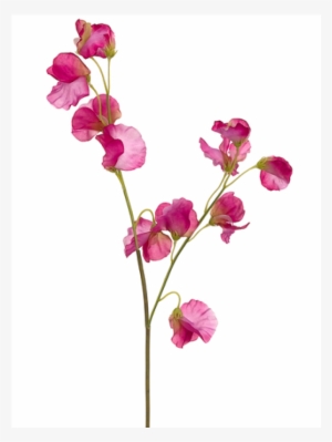 5" Sweet Pea Spray Fuchsia - Inch