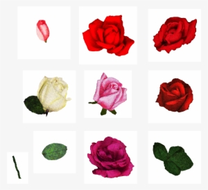 Forget Me Never - Flower