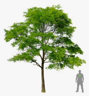 Amerikanische Gleditschie - Gleditschie Png