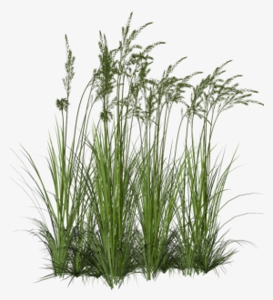 Clip Art Black And White Download Plant Fountain Clip - Tall Grass Png