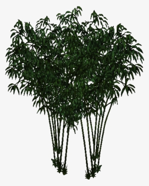 Fountain Bamboo - Bamboo