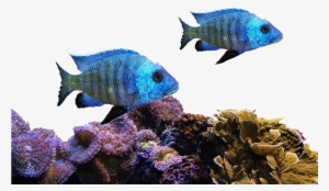 Fish, Coral, Sea, Nature, Water, Underwater, Aquarium - Corales Y Peces Png