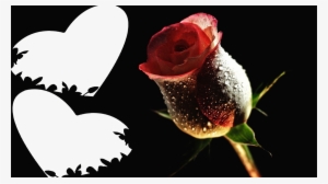 Rose Flower Red Rose - Most Beautiful Blue Roses In The World