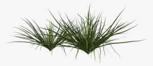 Ornamental Grass Png - Arbusto Png