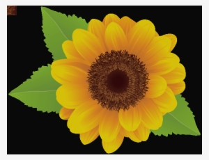 Sunflower Png