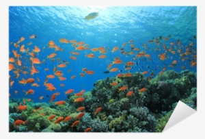 Underwater Fish Png Download - Coral Reef