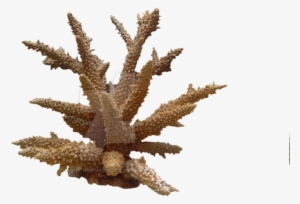 Coral Png Photo - Coral Png