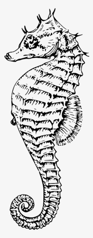Seahorse, Animal, Sea Life, Marine, Underwater - Seahorse Line Drawing