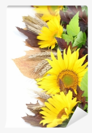Sunflower Border With Barley And Colorful Leaves Wall - Stock Photography