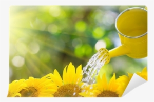 Regar Las Plantas Por La Mañana