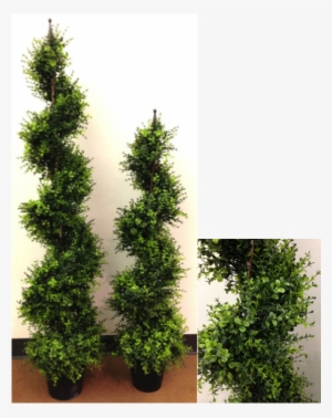 Eucalyptus Spiral Topiary - Fortune Silks Inc.