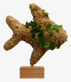 Tropical Angel Fish Topiary Planted - Angelfish