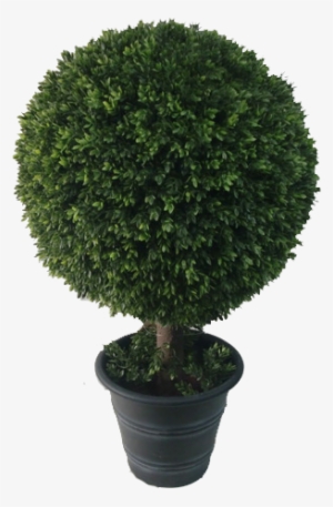 Boxwood Topiary - Sageretia Theezans