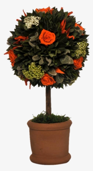 Topiary Orange - Chrysanths