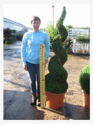 Buxus Sempervirens Spiral 2mtr - Buxus Spiral