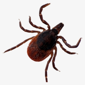 Download Amazing High-quality Latest Png Images Transparent - Deer Tick Transparent Background