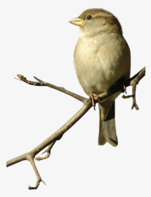 Sparrow Sticker - Png Transparent Sparrow Bird