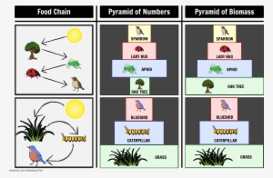 Pyramid Of Number And Biomass - Graphic Design