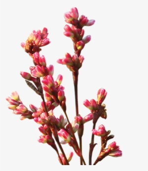 Crape Myrtle