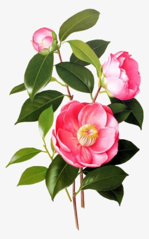 Flower Pink Spring Png Overlay Free Kpopedit Edits - Blossom Jeju 2 Step Petal Mask