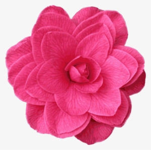 Japanese Camellia Garden Roses Pink Computer Icons - Camelia Icon