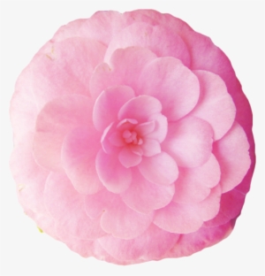Graphic Free Library The Flower Tumblr Thank You To - Japanese Camellia