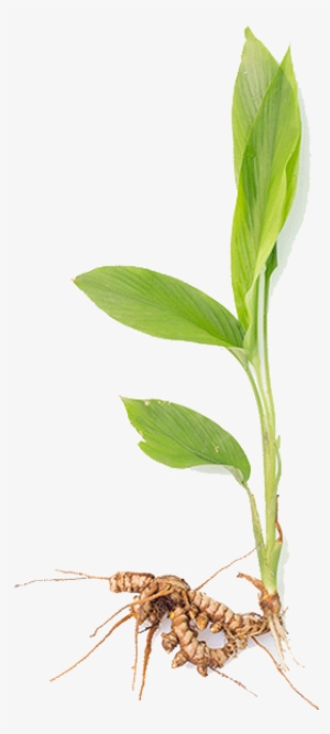 Research Has Proven That Using Turmeric As A Food Seasoning - Turmeric Plant Png