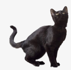 Black Cat Png Transparent
