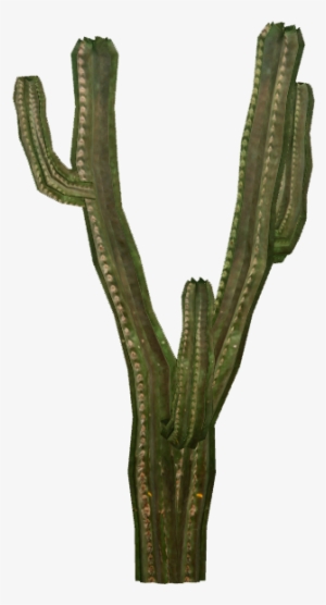 Cactus 4 - Hedgehog Cactus