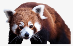 Red Panda Foreground - Oso Panda Rojo Png