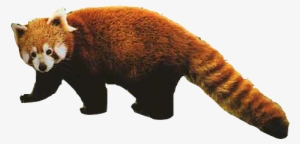 The Red Panda Is The 8th Most Endargered Animal - Real Transparent Red Panda Png