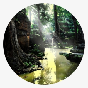 Eternal Swamp - Mooie Foto's Van De Natuur