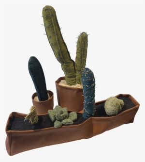 Cacti - « - Hedgehog Cactus