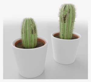 Home - San Pedro Cactus