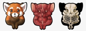 Png Being Correct By Meteor On Deviantart Meteorpanda - Red Panda Anatomy