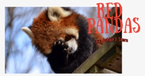 Red, White - Population Of Red Pandas 2017