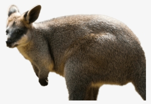 Northern Swamp Wallaby Featured Min - Wallaby Png