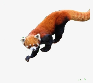 Save Red Panda - Glogster