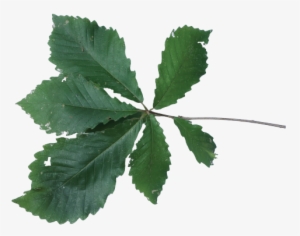 Chestnut Oak Leaves