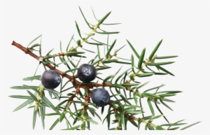 1 06 Nov 2018 - Juniper Berries Botanical Illustrations