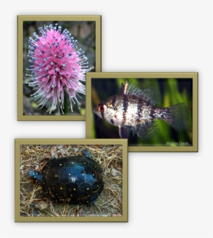 Swamp Pink, Black-banded Sunfish, Spotted Turtle - Black Banded Sunfish