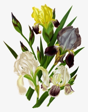Hd White Orchid Png Element Design - Posterazzi Haarlems Flora 1872 Iris Germanica Canvas