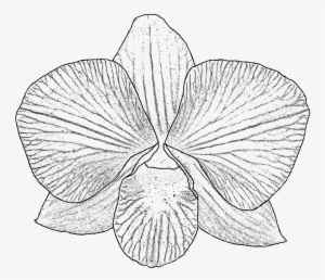 28 Collection Of Orchid Drawing Png - Free Orchid Line Art Black And White