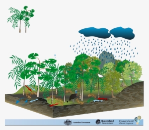 Coastal And Subcoastal Tree Swamp Palm - Protection Of Environment Model