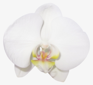 Large Transparent Vanilla Orchid Clipart - Phalaenopsis Sanderiana