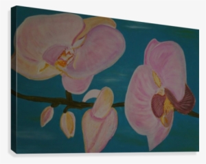 Orchid Canvas Print - Phalaenopsis Sanderiana