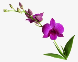 Cooktown Orchid Png - Cành Hoa Lan Đẹp